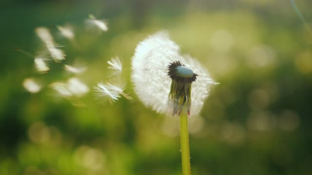 When a Wind Blows, Flowers Pollinate. – Mubarak Said